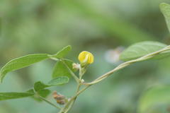 Rhynchosia aurea